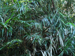 Vivid types of plants at UdawattaKele fotest-Calamus thwaitesii